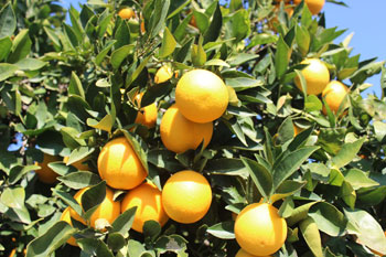 guzelyurt oranges